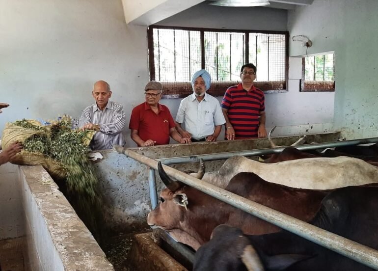 लॉयन्स क्लब चंडीगढ़ रेडियंस ने गौशाला में हरा चारा व सेंधा नमक दान किया