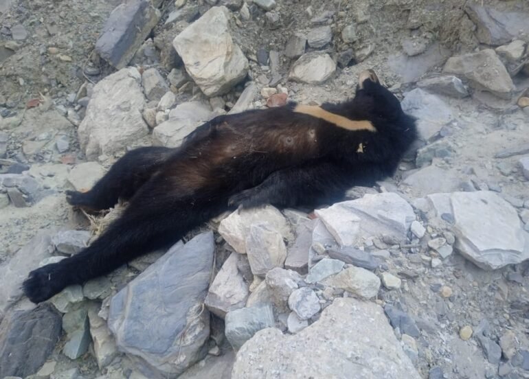 नाले में मिली मादा भालू की लाश, जोशीमठ में दहशत और गहरी।